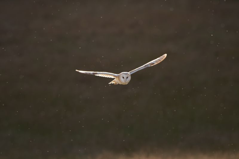 Broad wings support slower, lower-effort flight
