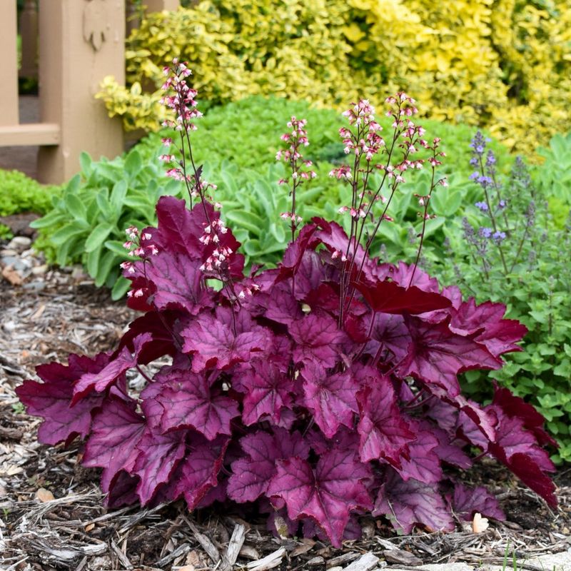 Coral Bells (Heuchera)