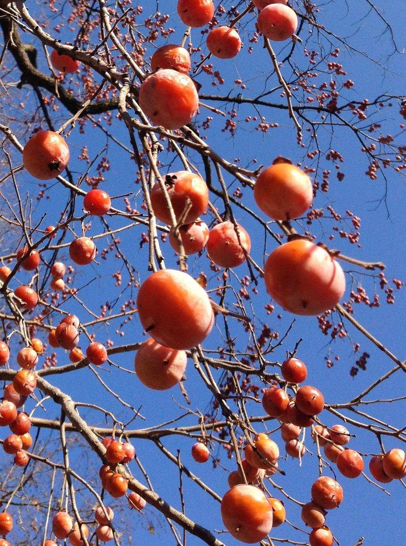 Expect years of waiting and uneven crops