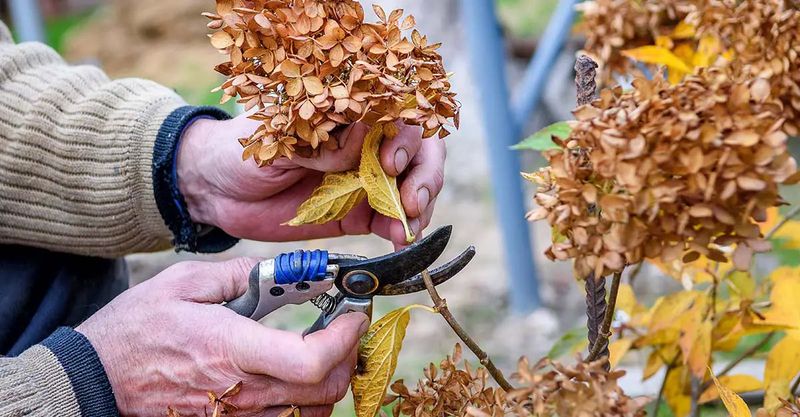 Hold Off on Fall Pruning Until You Know Your Hydrangea Type