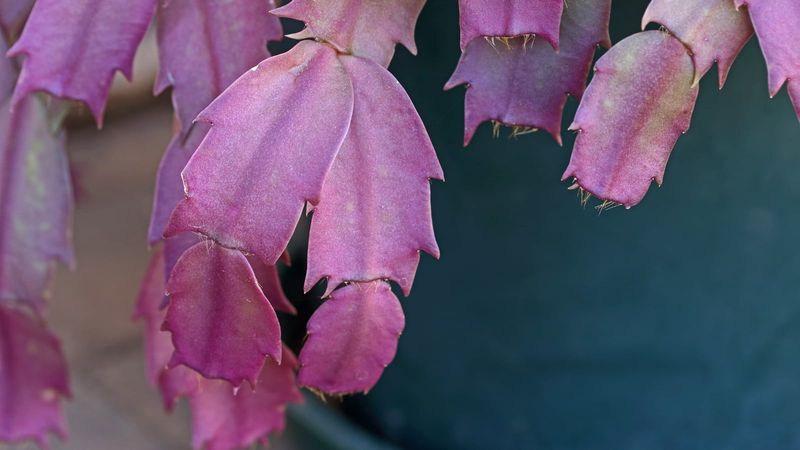 Color is a clue, not a bloom forecast