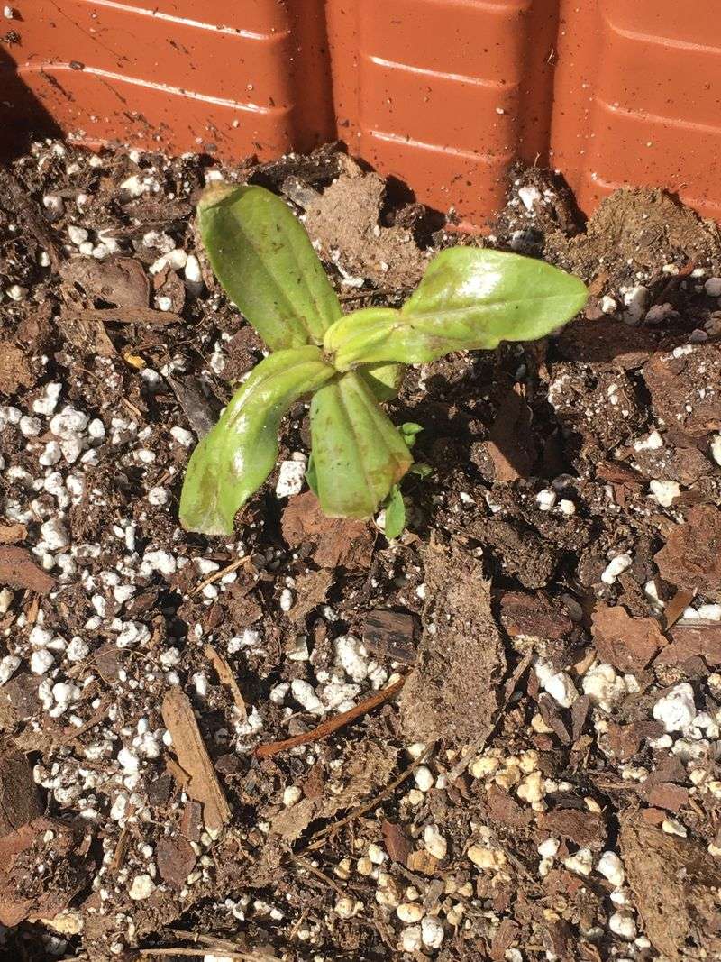 Reading Yellowing Leaves as Normal