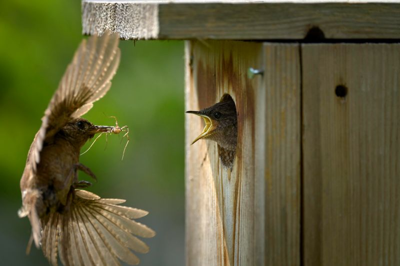 House Wren
