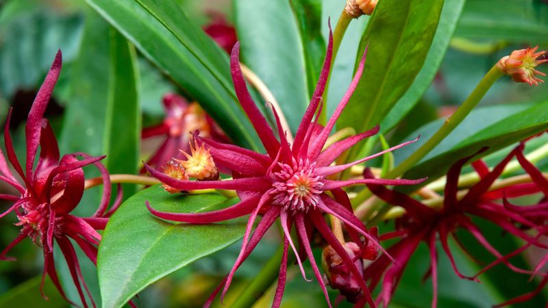 Florida Anise