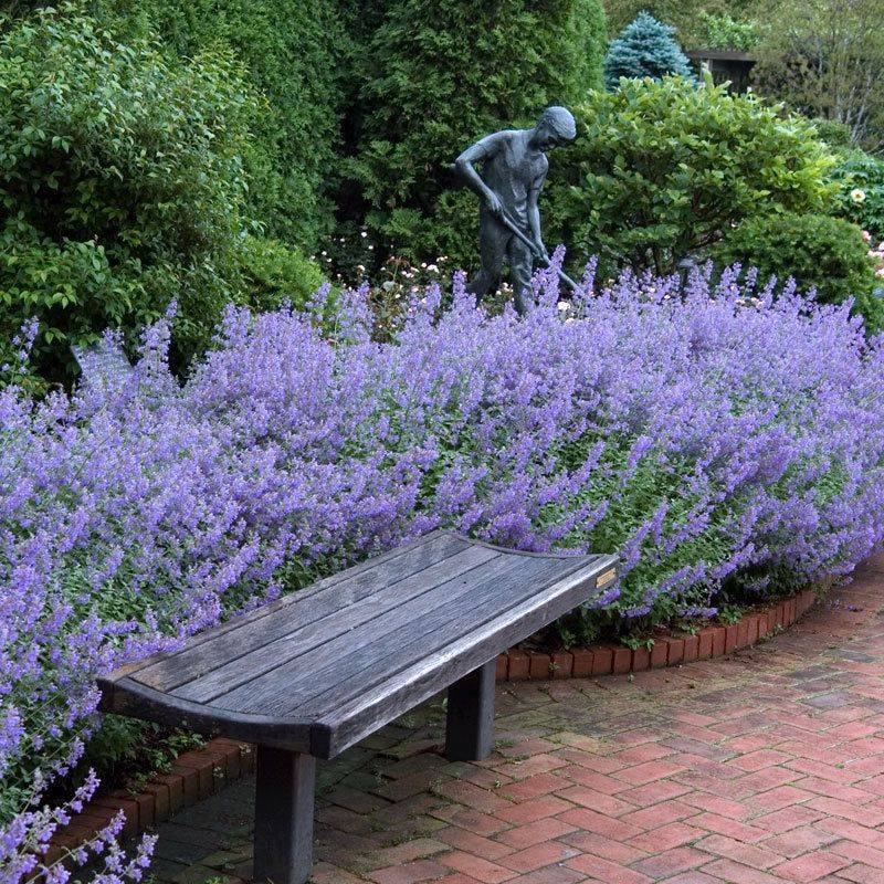 Catmint (Nepeta)