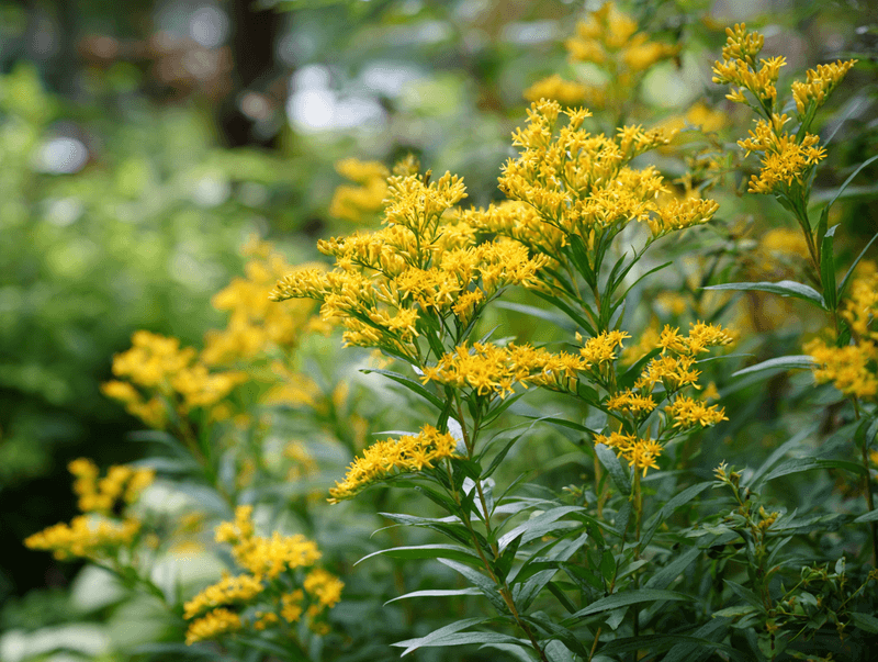 Plant in fall and match care to the site