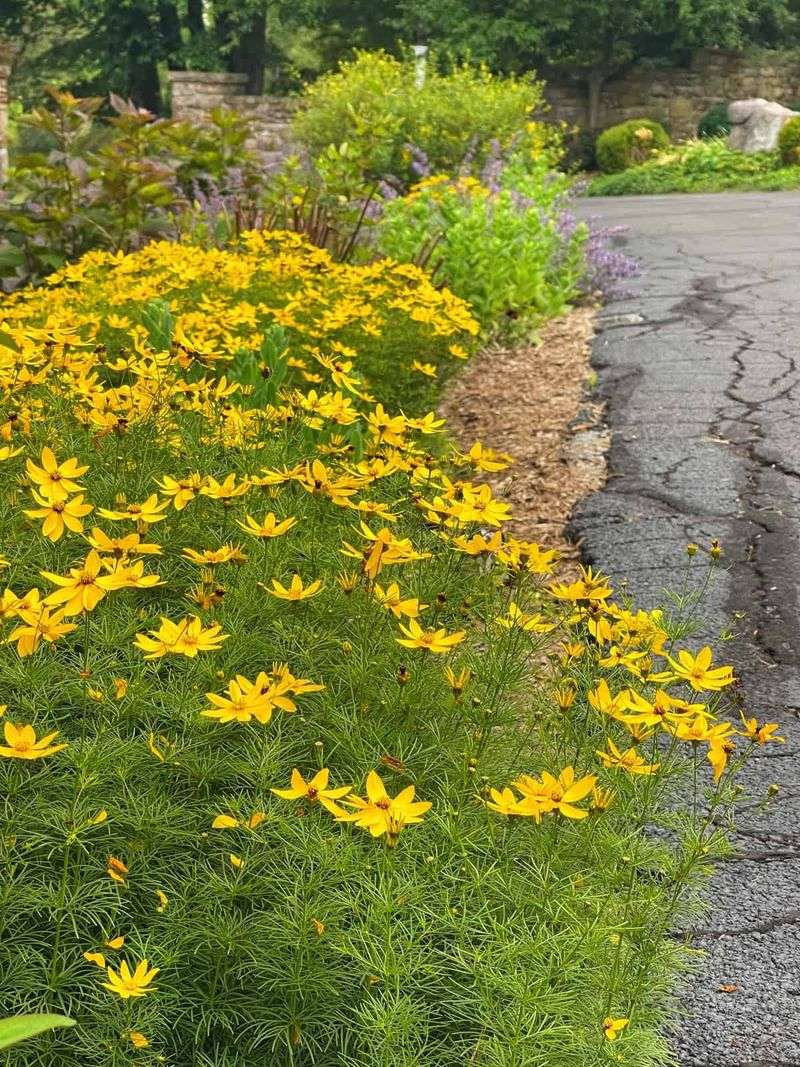 Coreopsis (Tickseed)