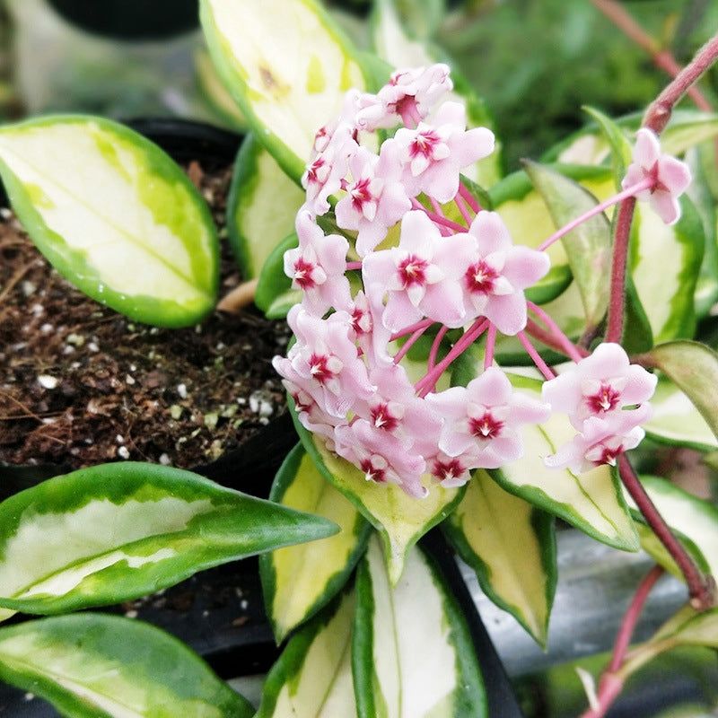 Hoya carnosa 'Krimson Princess'