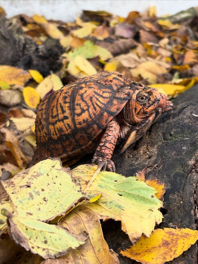 Leave a box turtle alone unless it is clearly injured