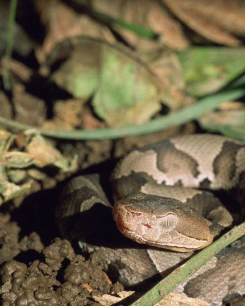 Copperheads Chase People