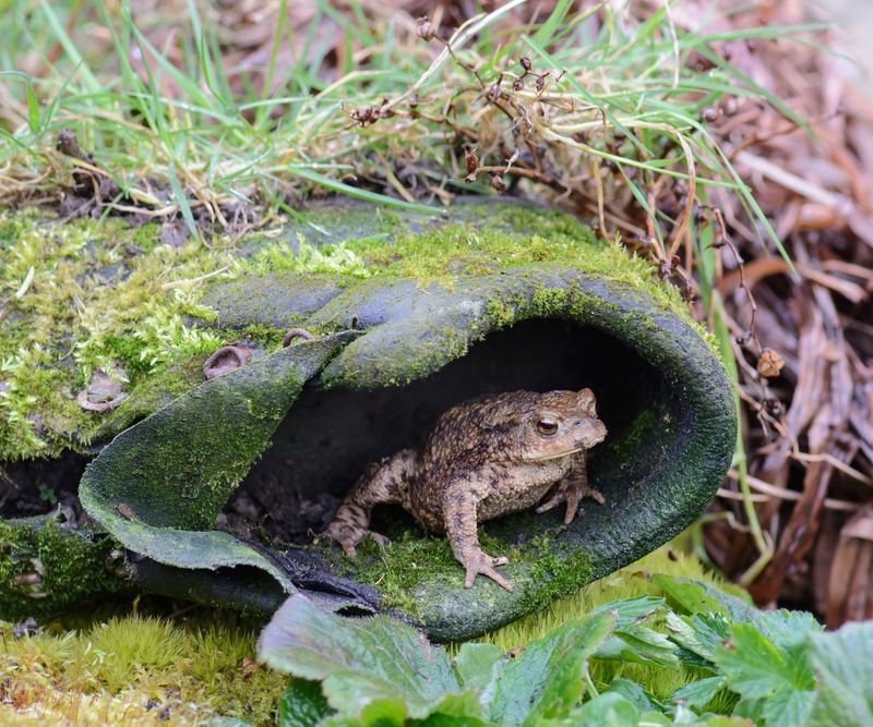 Slug eating is a possible bonus, not a pest-control plan