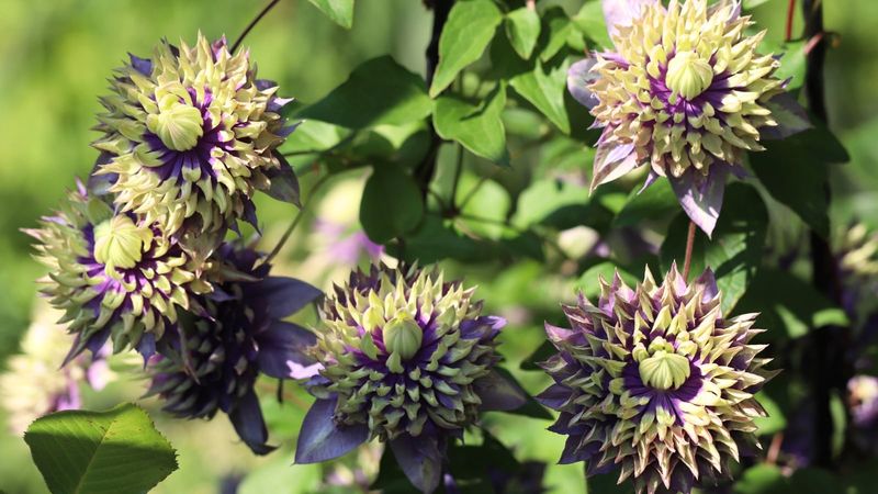 Sometimes the clematis is healthy—or its flowers are showing a specific disorder