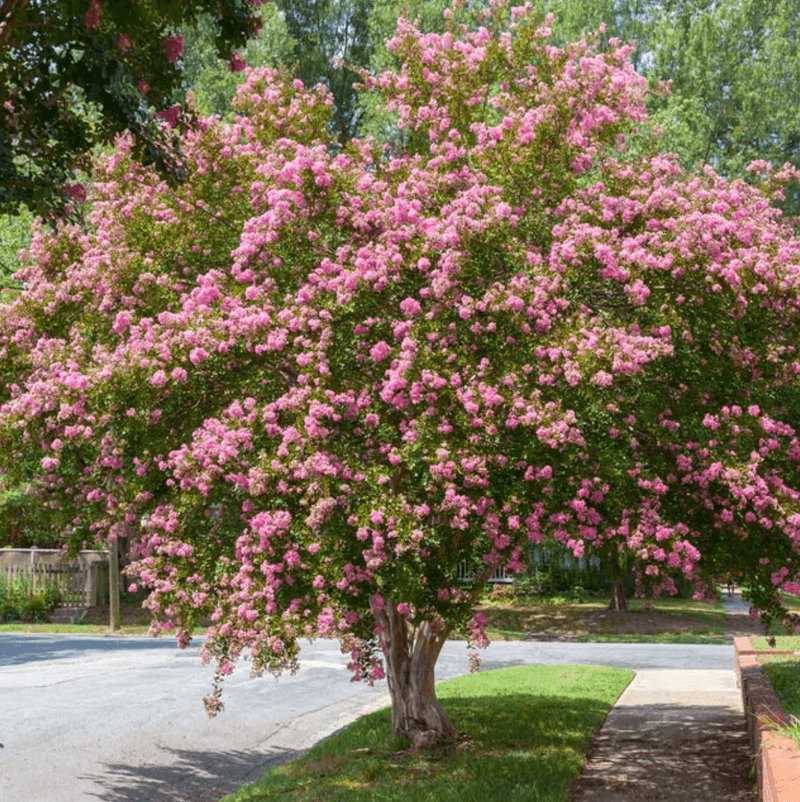 Crape myrtle size matters more than a blanket root label