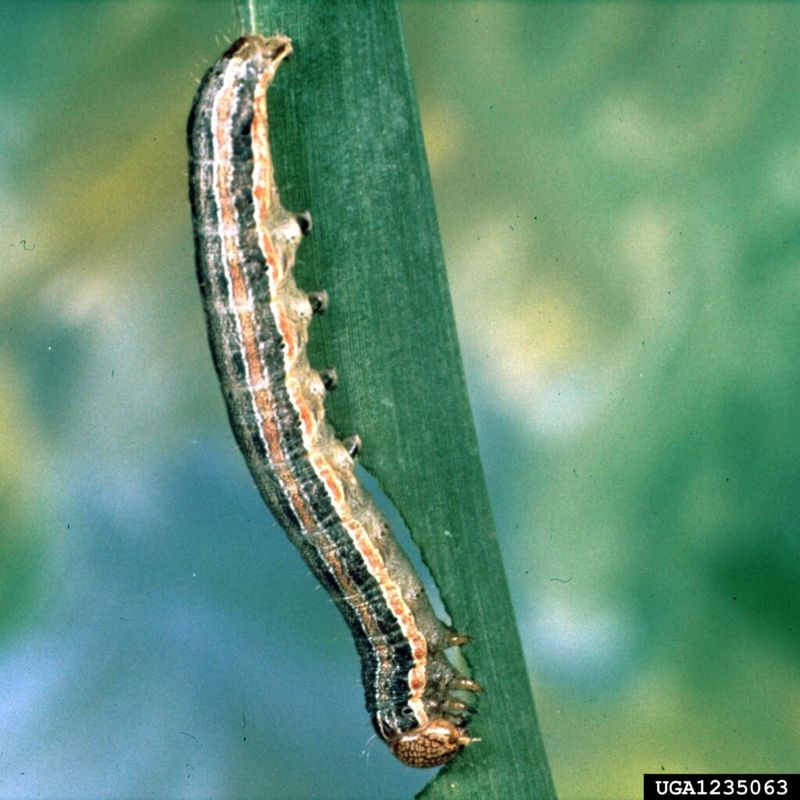 Stripes Along the Body