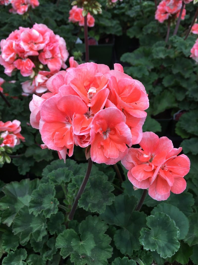The geranium you can save is usually a Pelargonium