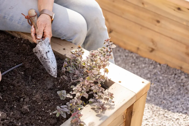 Ensure Well-Drained Soil