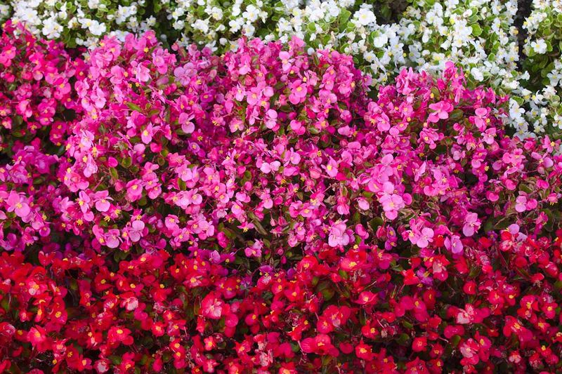 Begonias