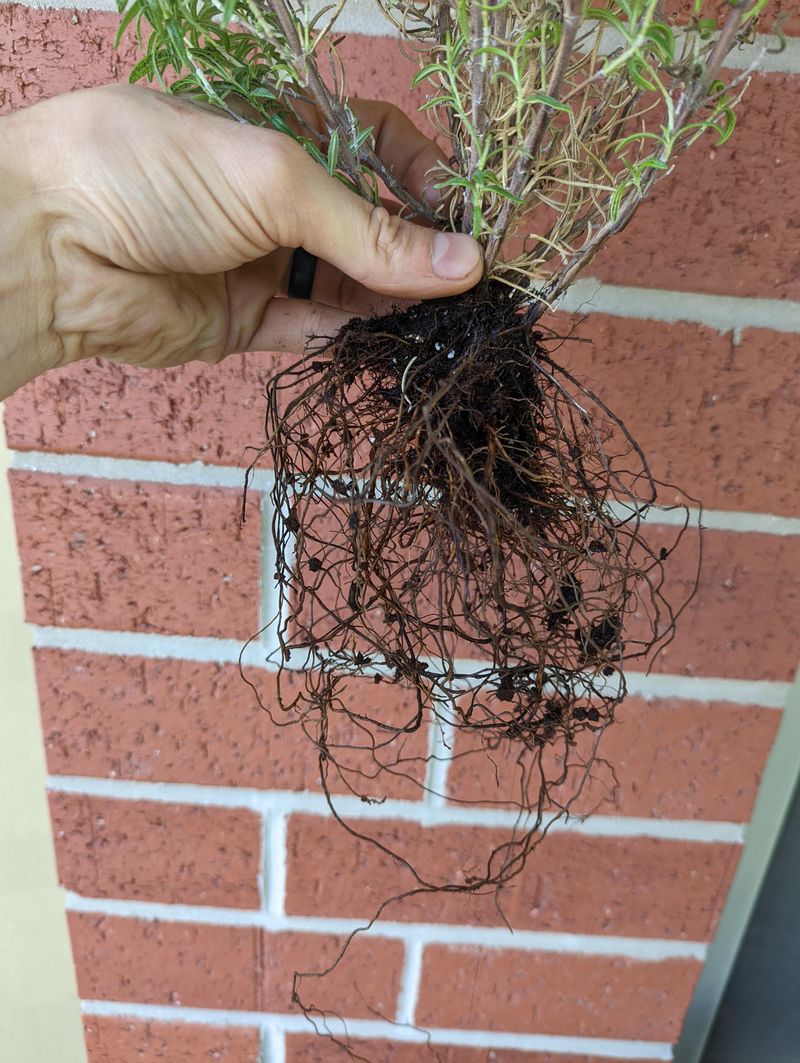 When wet soil and wilting coincide, inspect the roots