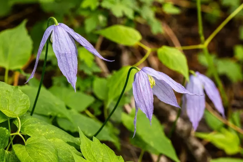 Rock Clematis (Clematis columbiana)