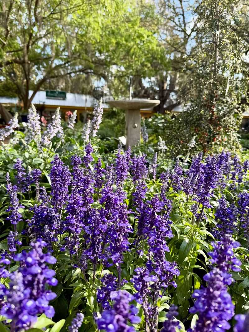 Salvia