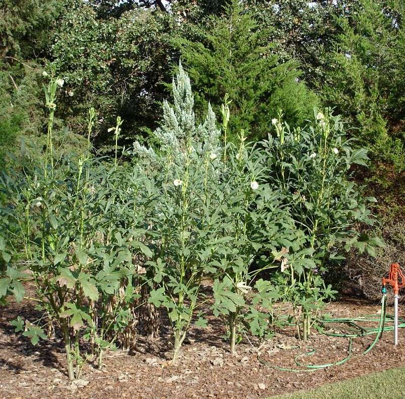 Give okra the conditions it needs for reliable summer growth