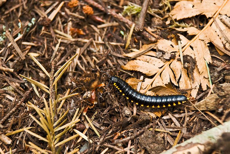 Leaf litter can support the thrasher’s food web