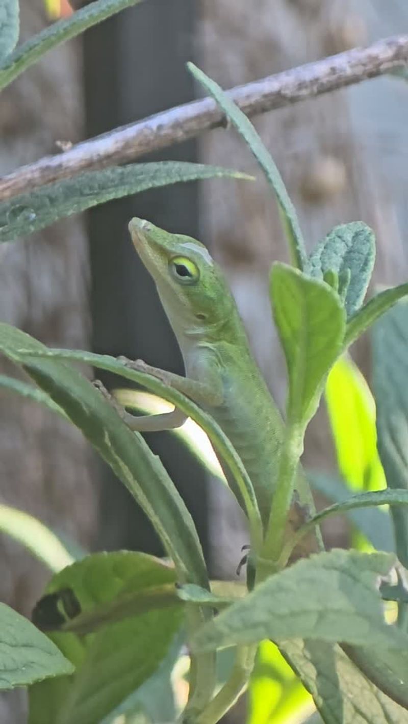 Read the Sighting as an Invitation to Look Closer