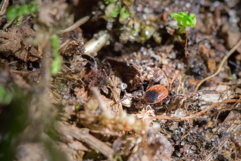 Leaf litter shelters ticks, and winter does not erase the risk