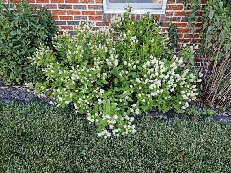 Choose a well-drained spot with room to spread