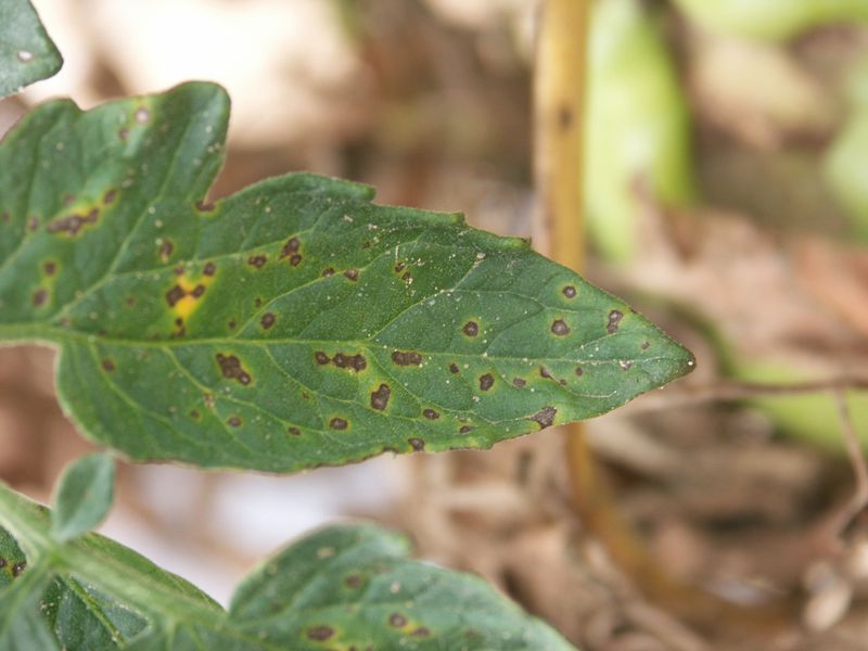 Septoria Leaf Spot