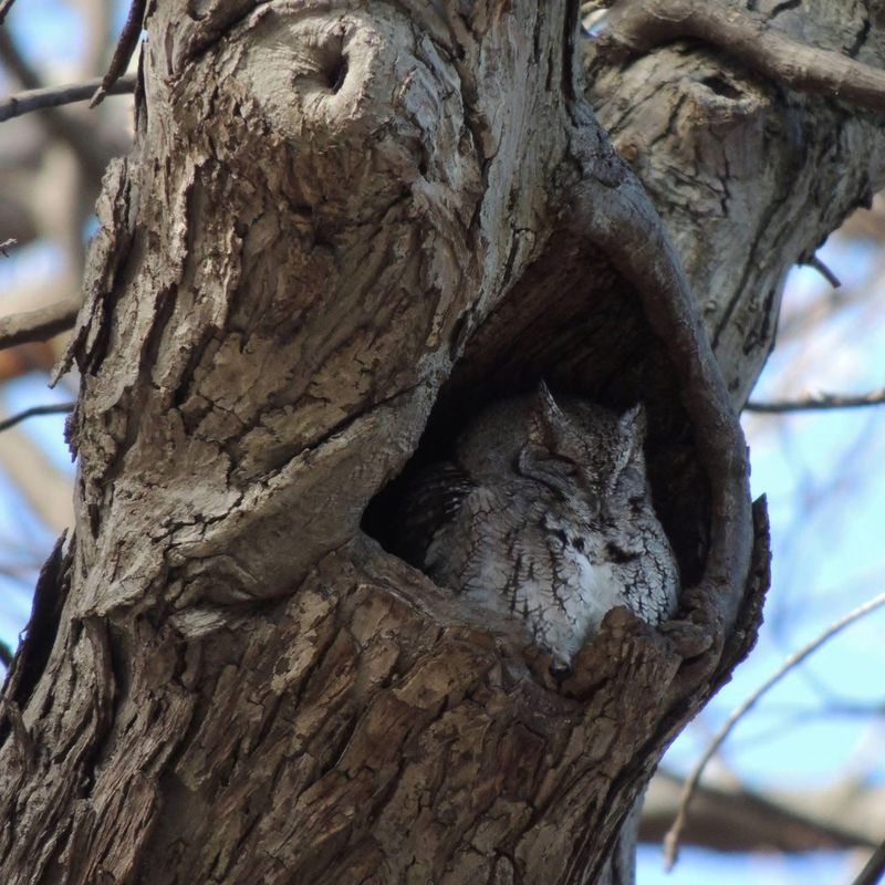 Preserve safe shelter and keep the daytime roost quiet