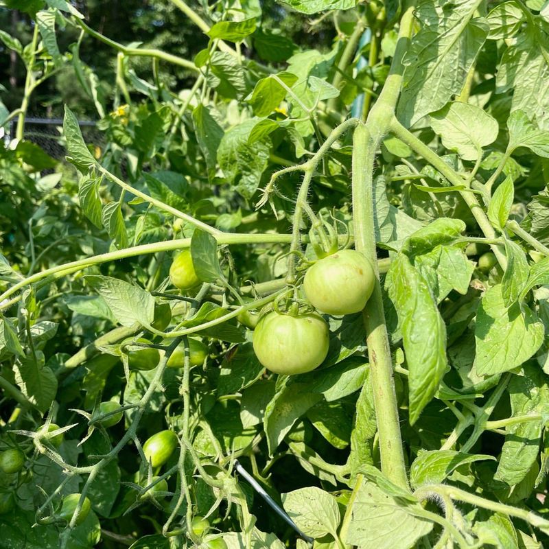 Foliage, moisture, and temperature still protect quality
