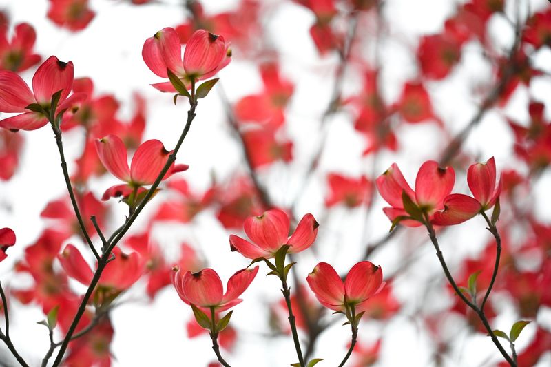 Flowering Dogwood