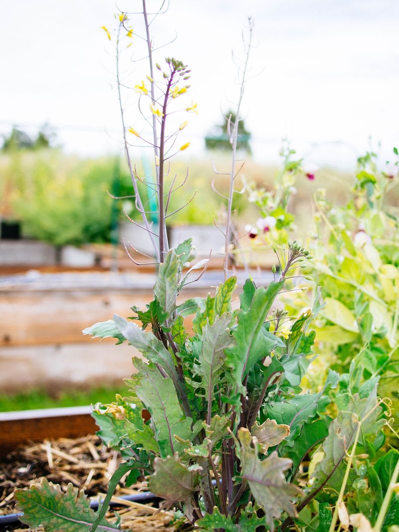 Could Heat or Bolting Be Making the Plant Tall?