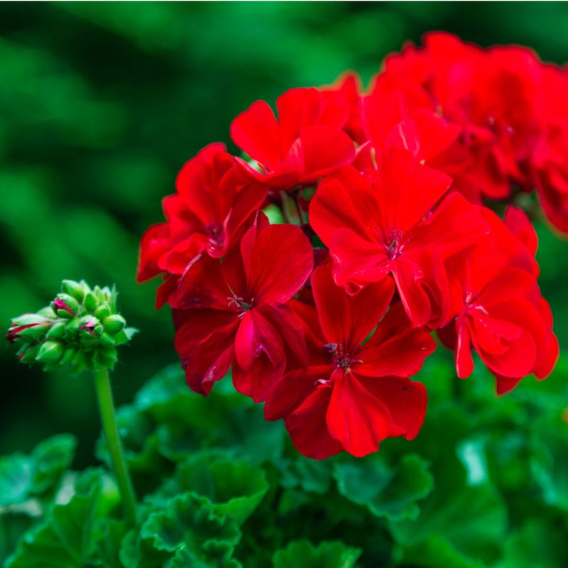 Feed Phosphorus and Potassium for More Flowers
