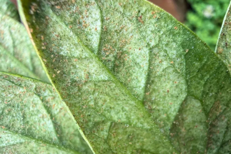 Tiny Speckled Stippling On Upper Leaves