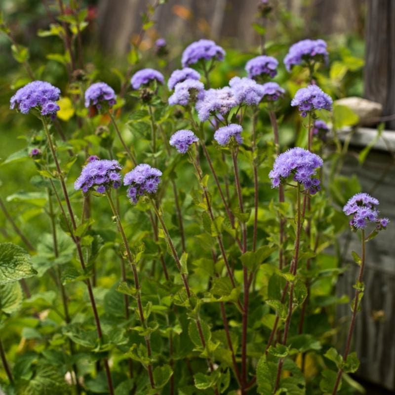 Marigold-Alternative Ageratum