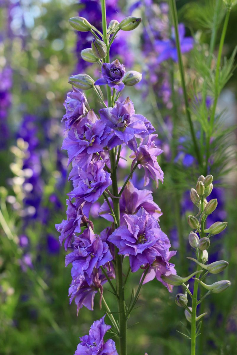 Larkspur