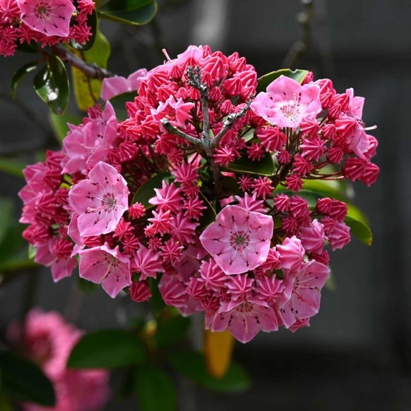 Mountain Laurel