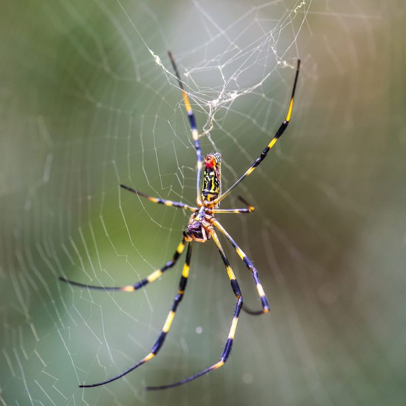 A Jorō Spider Usually Poses Little Risk to People