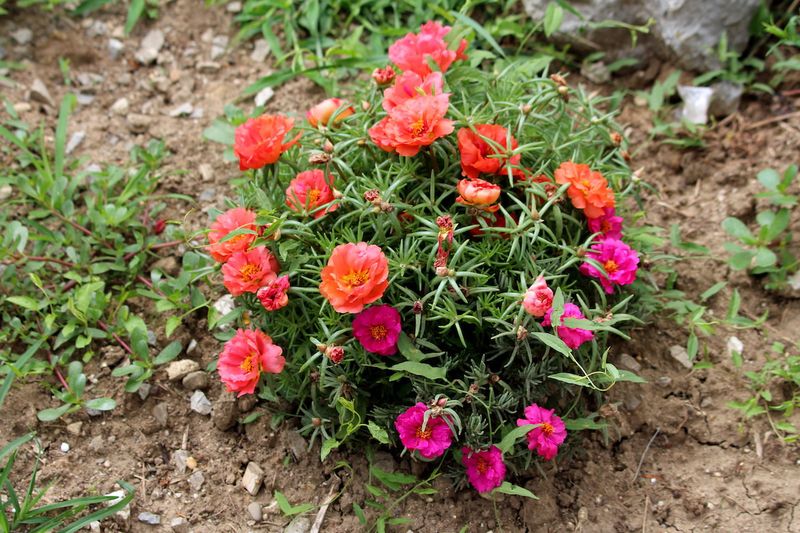 Portulaca