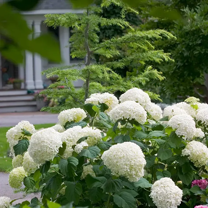 Smooth Hydrangea (Hydrangea arborescens)