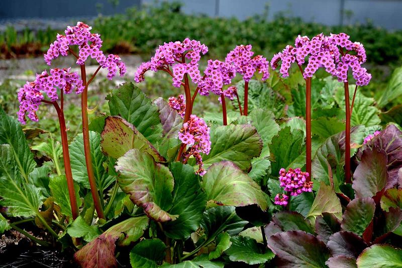 Bergenia