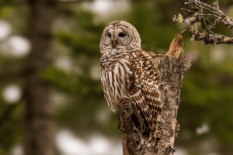 Give the owl space to remain wild
