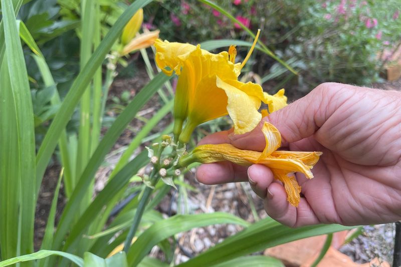 Deadheading can help rebloomers, but cultivar matters