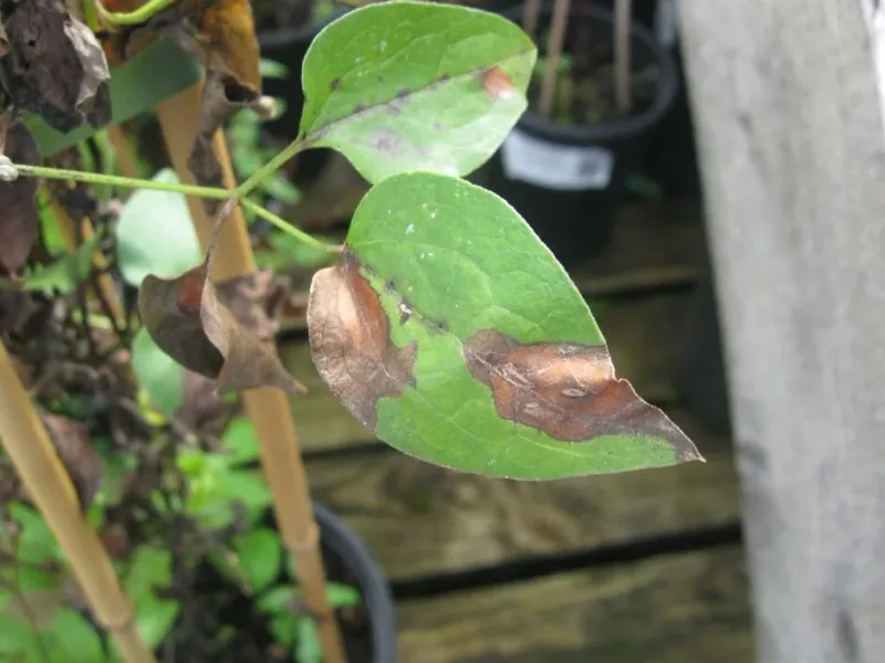 Inspect for Pests and Diseases