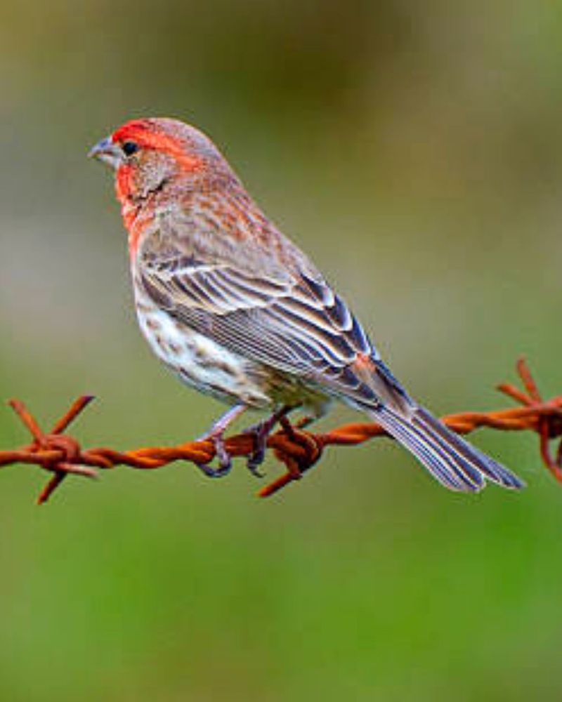 House Finch