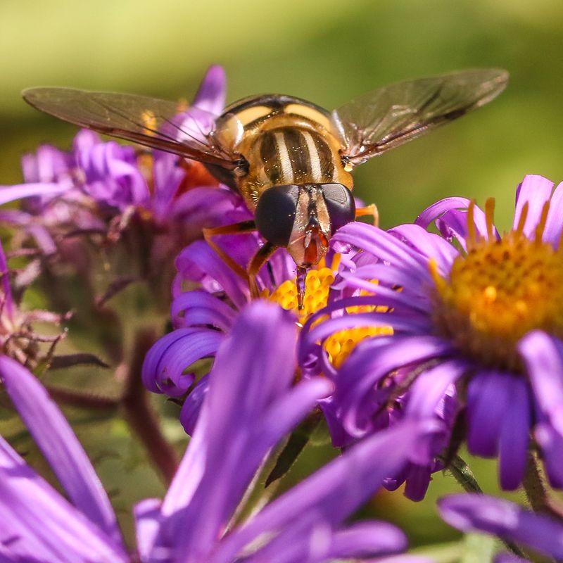 Hoverflies