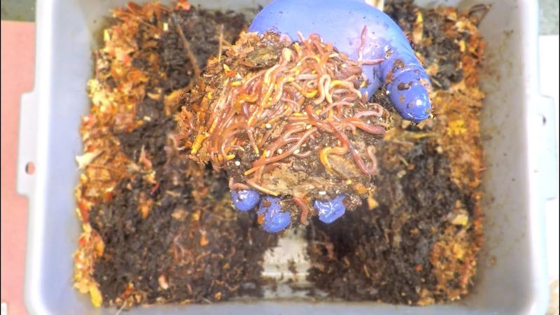 Power Up Your Worm Bin