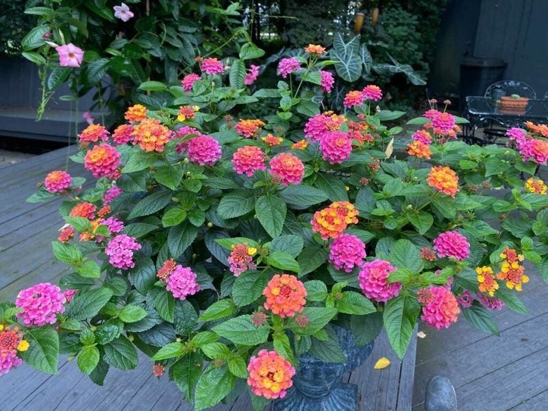 Lantana